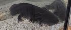 Axolotl Paar abzugeben - nur in gute Hände